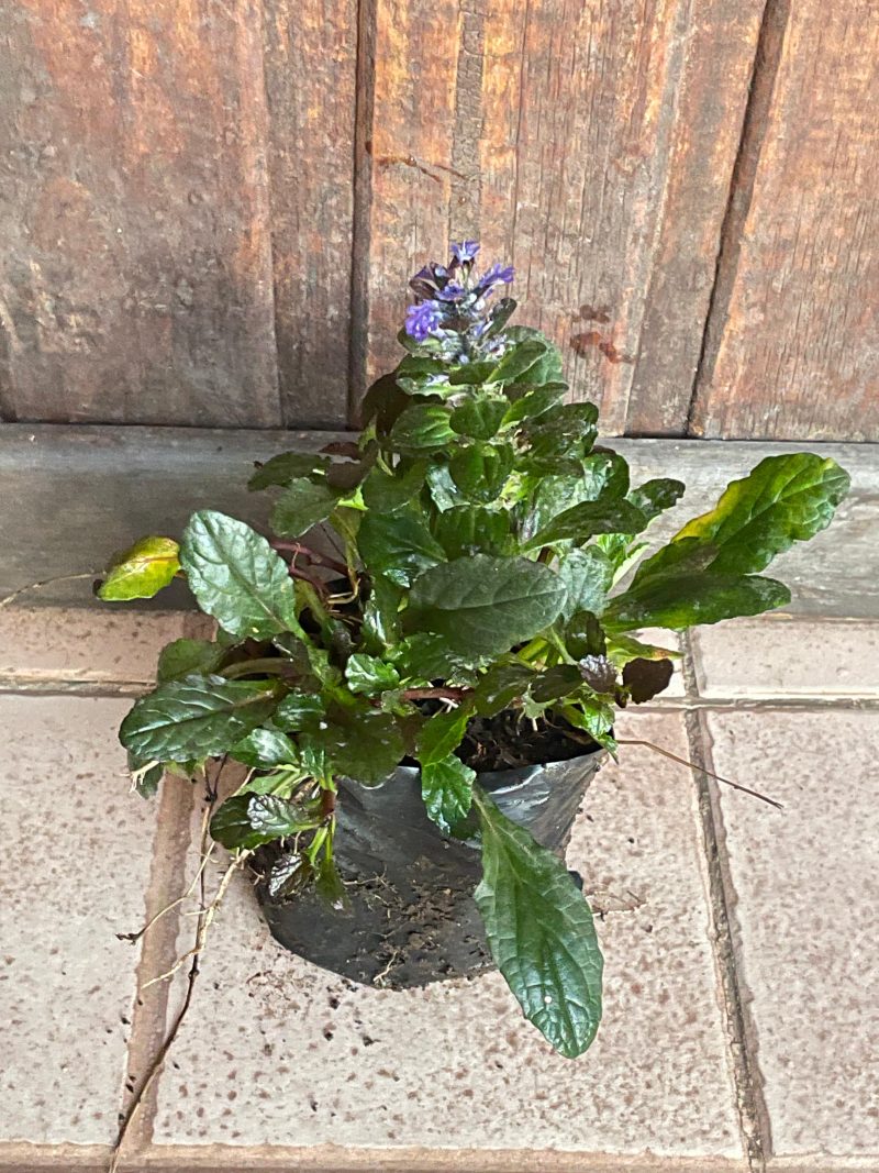 Ajuga Morada