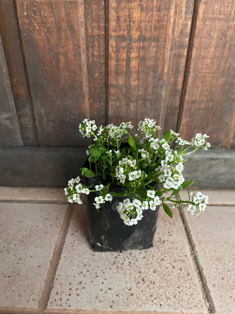Alyssum