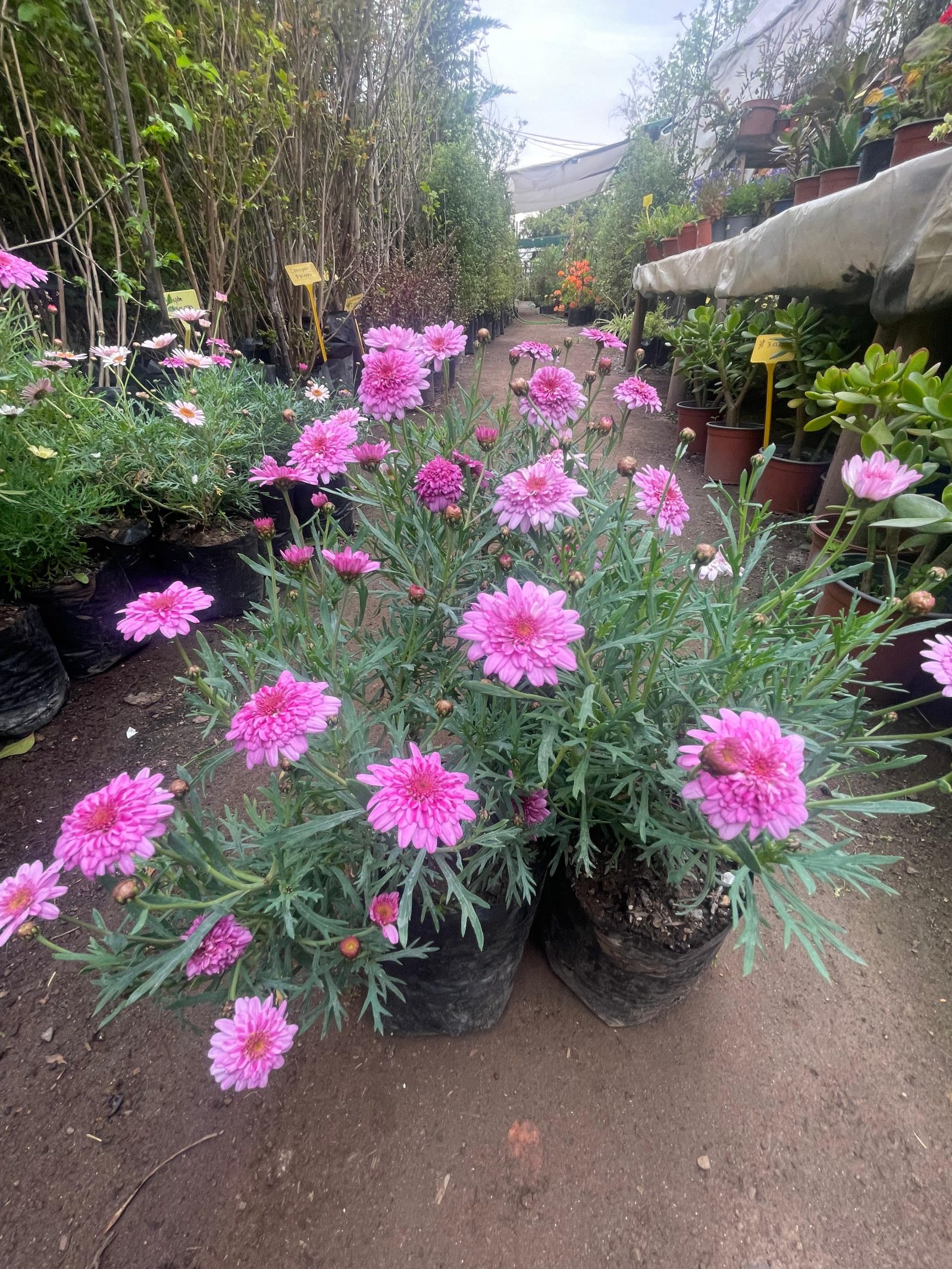 Argyranthemum
