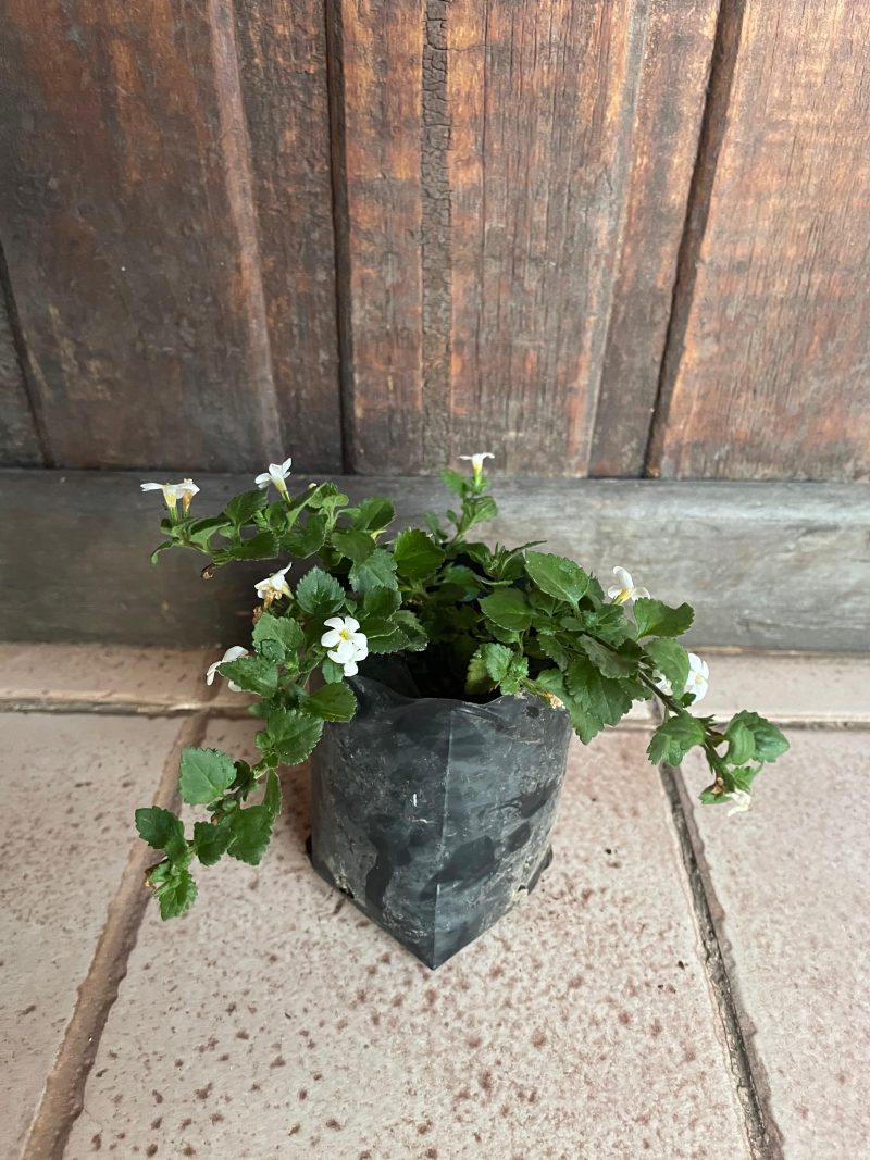 Bacopa