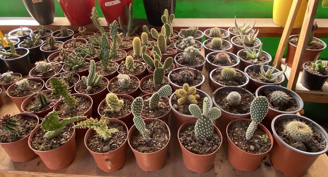 Cactus