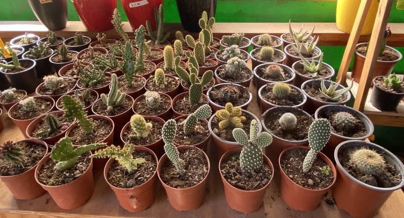 Cactus