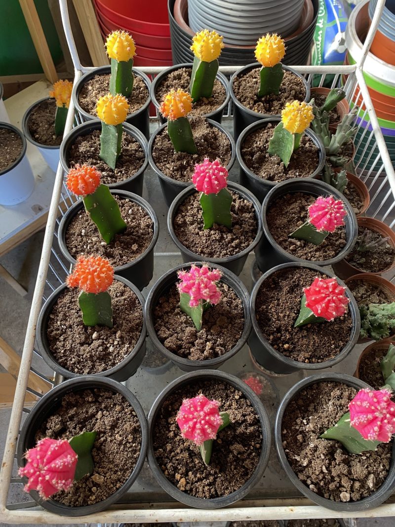 Cactus injertados