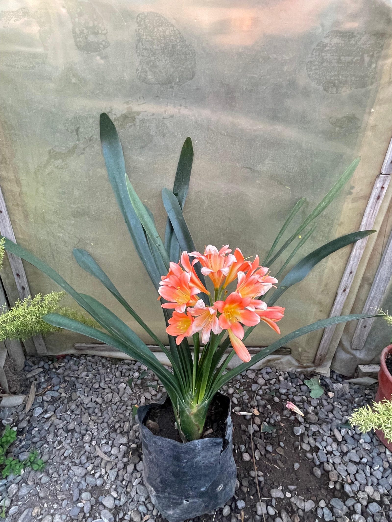 Clivia
