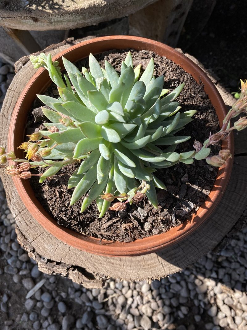 Dudleya