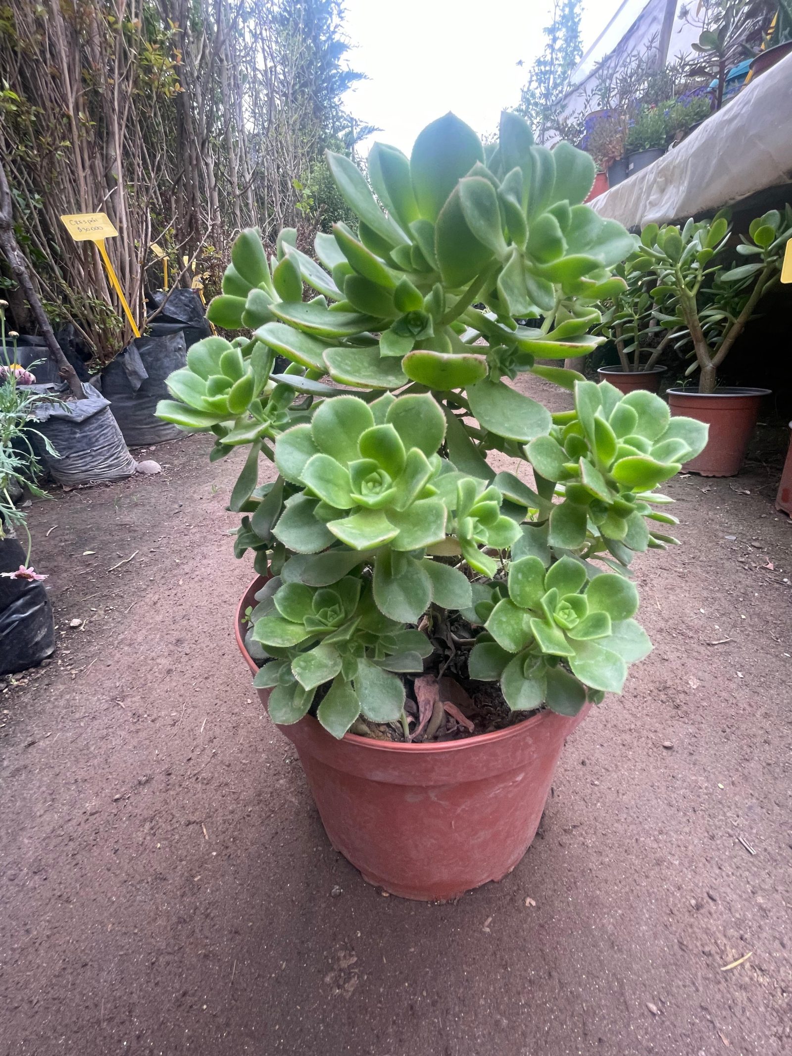 Echeveria