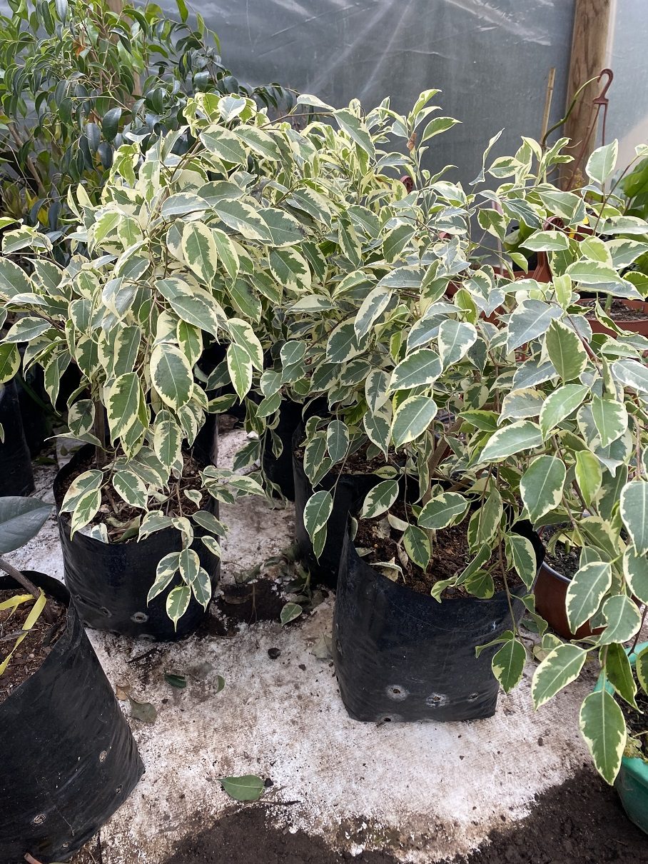 Ficus Variegado