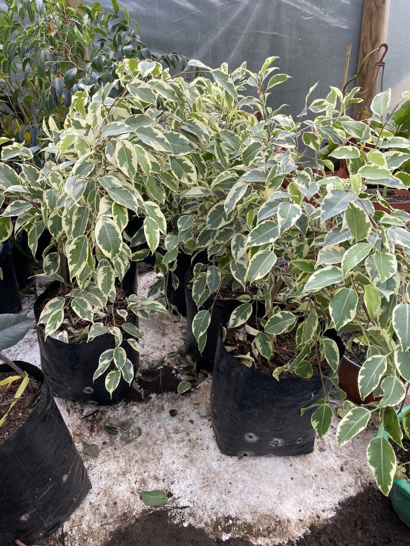 Ficus Variegado