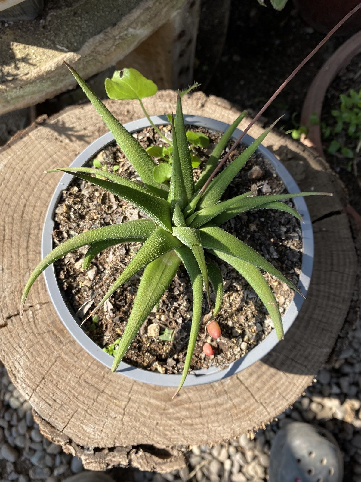 Haworthia - Aloe
