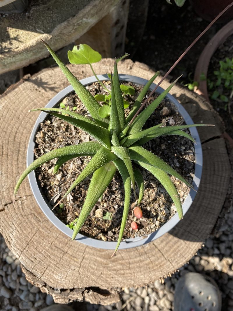 Haworthia - Aloe