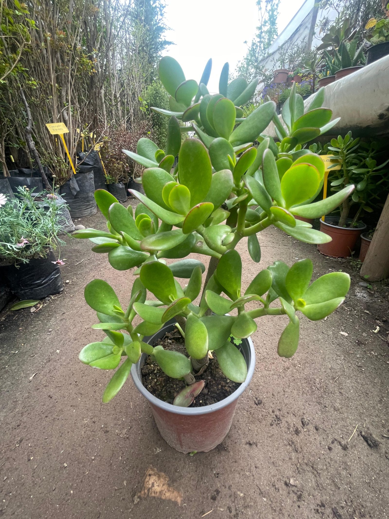 Jade