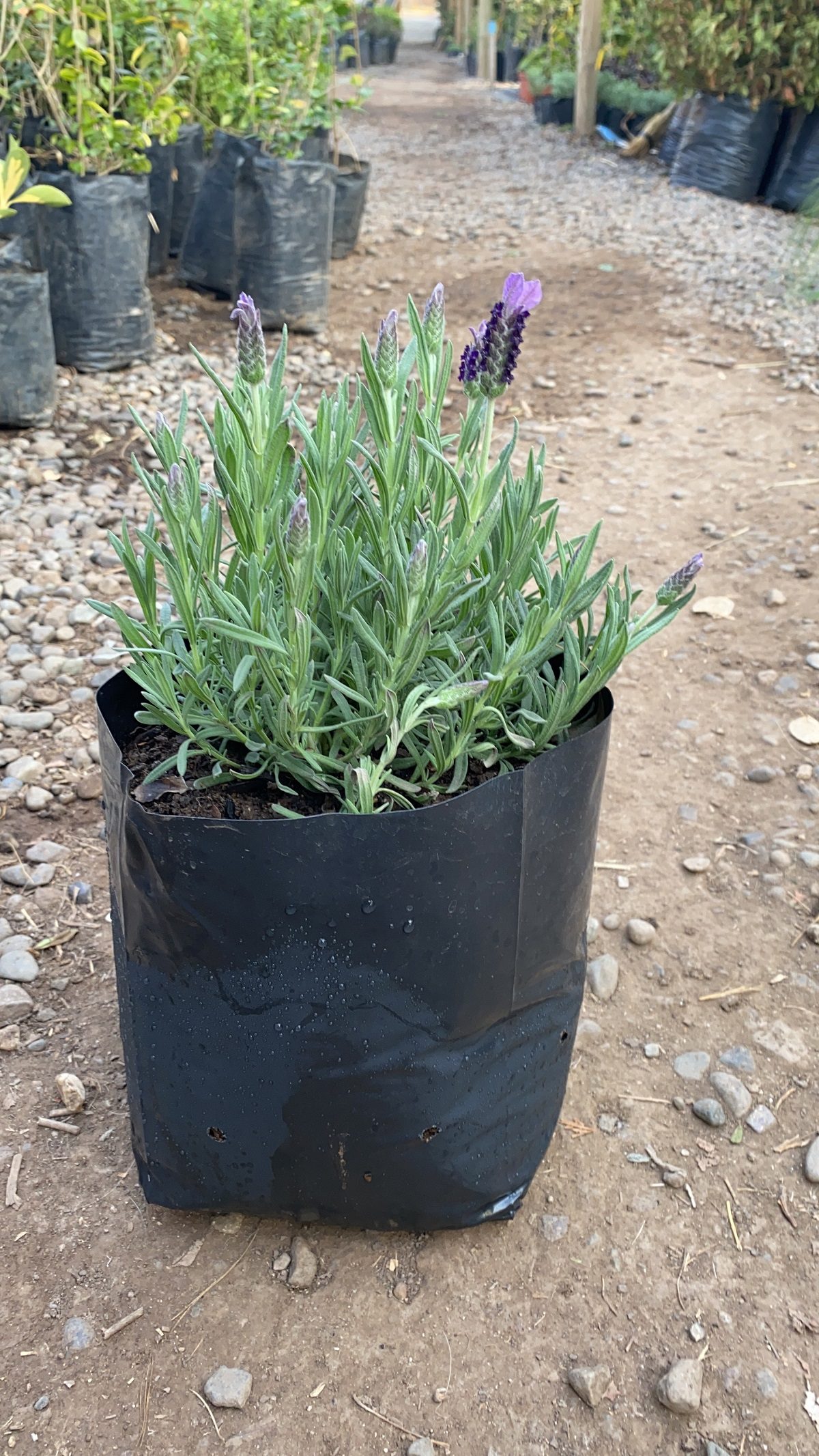 Lavanda Stoecha