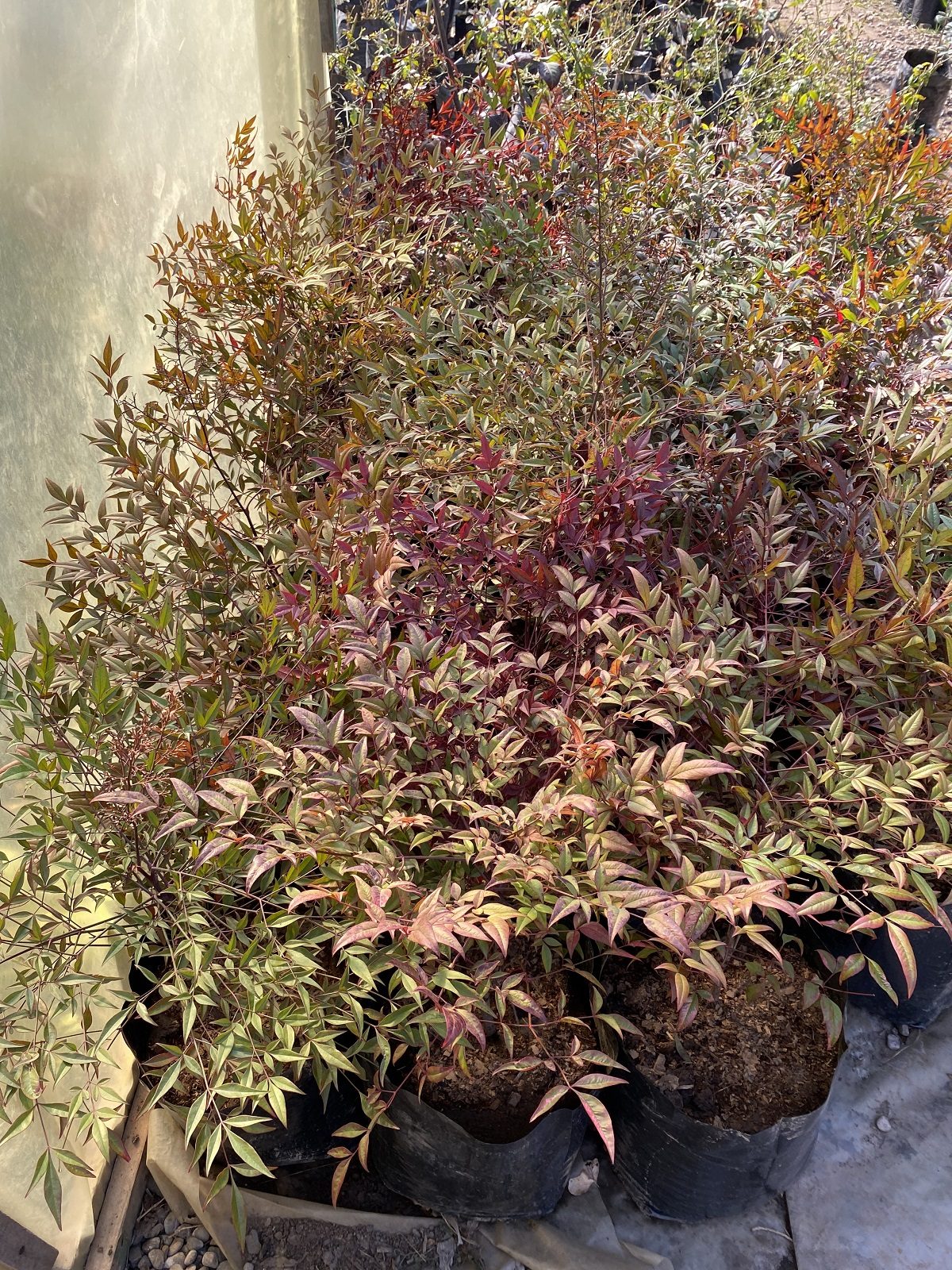Nandina