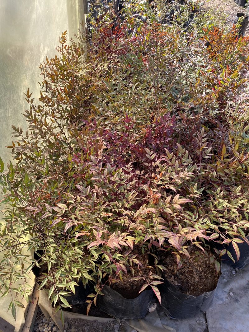 Nandina