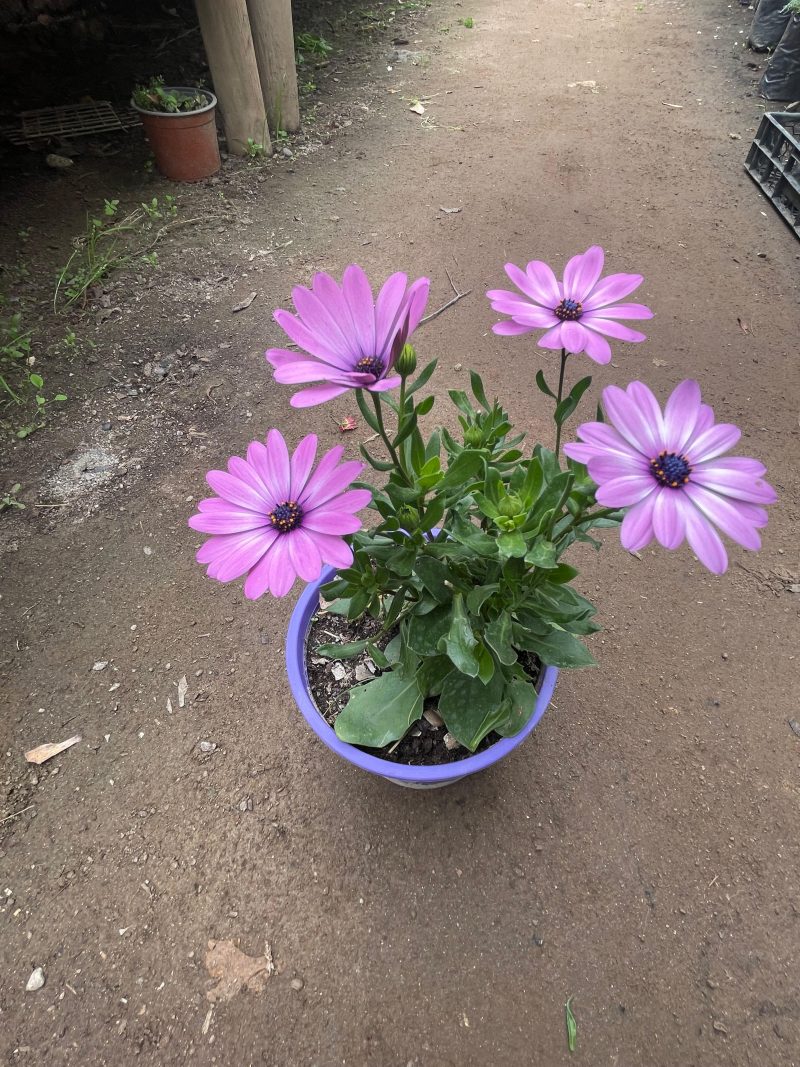 Osteospermum