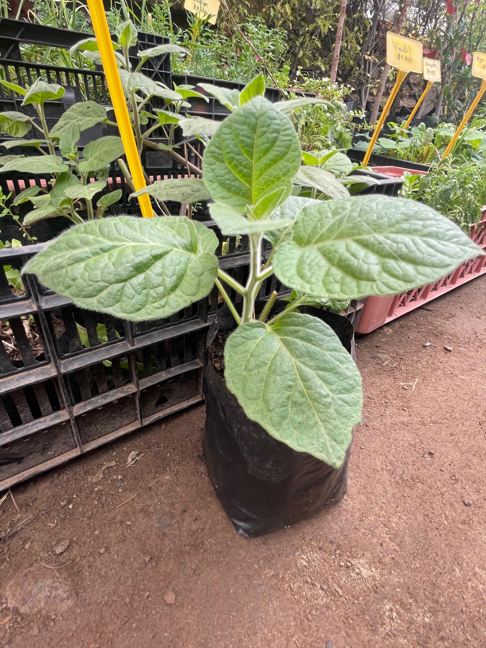 Physalis