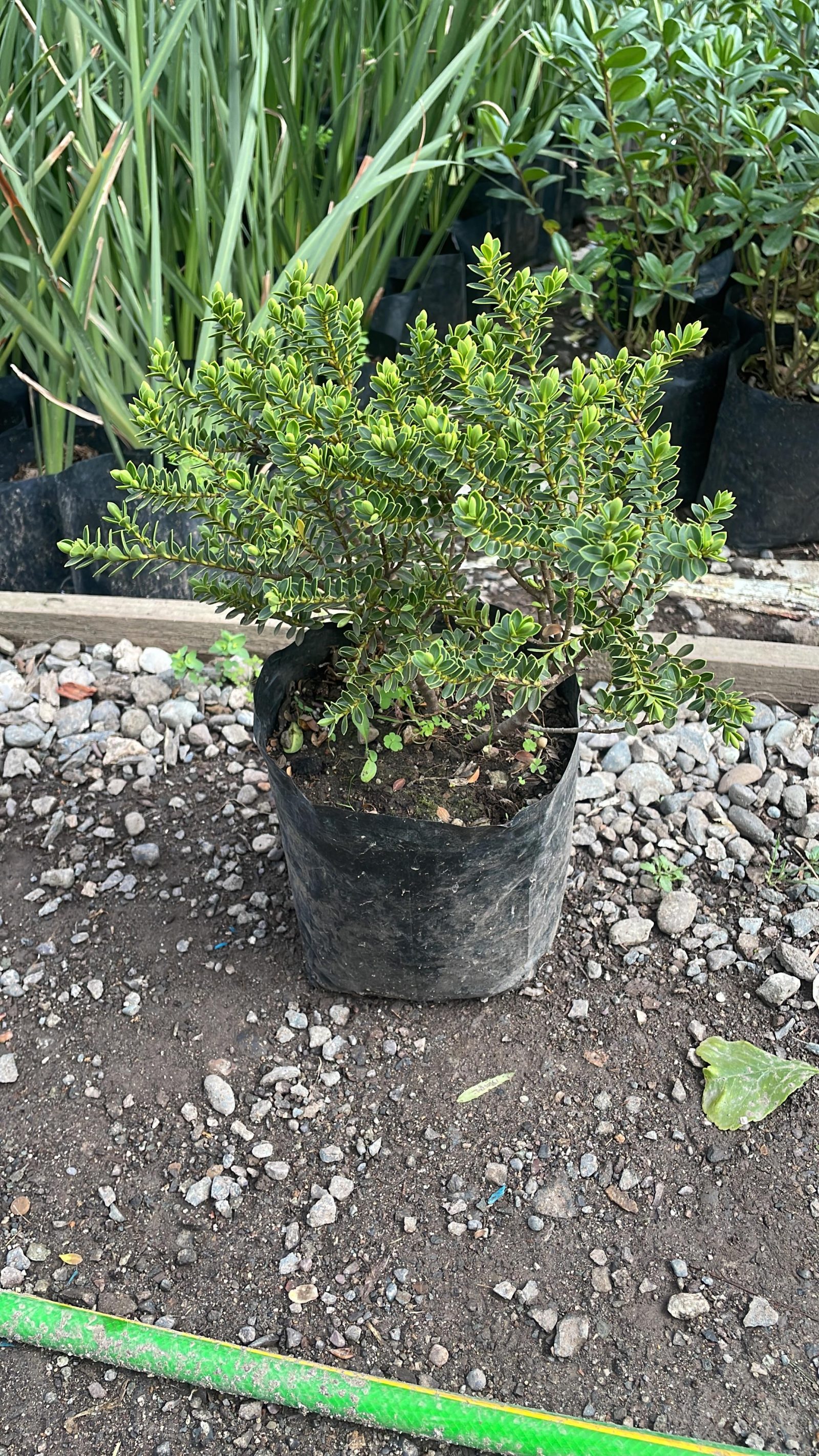 Verónica brachysiphon