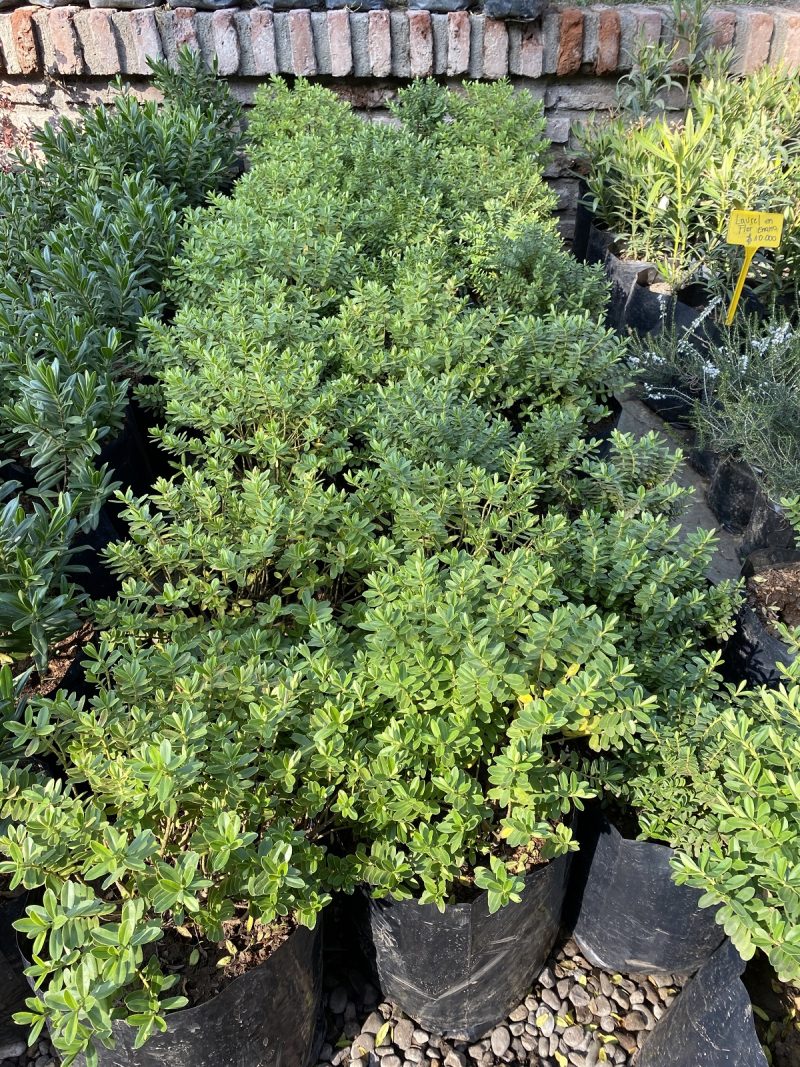 Veronica Compacta Flor Blanca