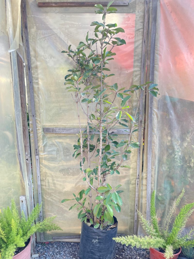 Viburnum lucidum